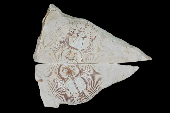 Partial, Cretaceous Ray (Cyclobatis) Pos/Neg - Hakel, Lebanon #173153